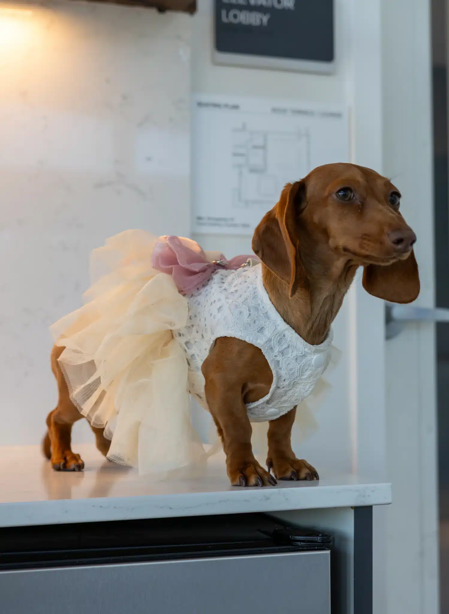 Simcha, the Anyvision office dog, at the Redmond headquarters